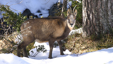 Résidence la Cordée, location d'appartements à Cauterets dans les Hautes Pyrénées